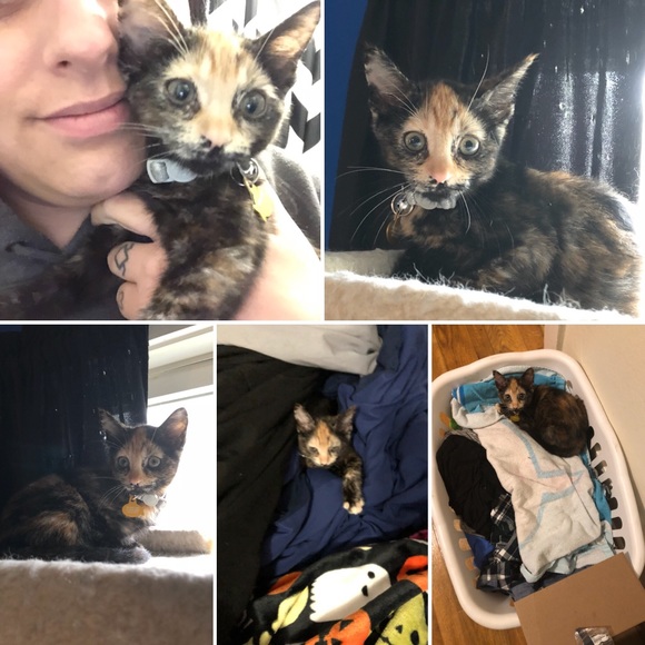 I HAVE CATS DISCLAIMER! - Picture 7 of 8